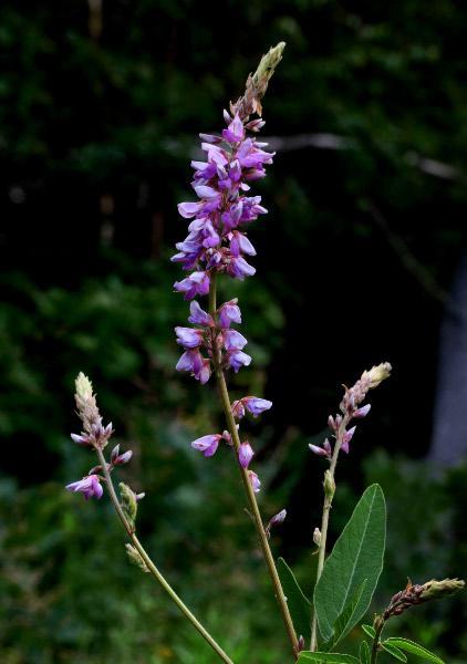 Photo of Showy Tick Trefoil (Desmodium canadense) uploaded by robertduval14