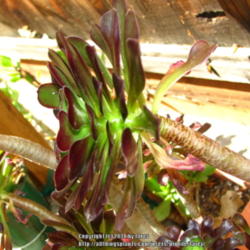 Location: In our garden - San Joaquin County, CA
Date: 2014-03-28
Aeonium drops lower older leaves as it adjusts from Winter to Spr