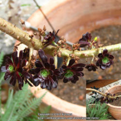 Location: At our garden - San Joaquin County , CA
Date: 29 Mar 2014 - early Spring
Aeonium new rosettes along the stem while in bloom