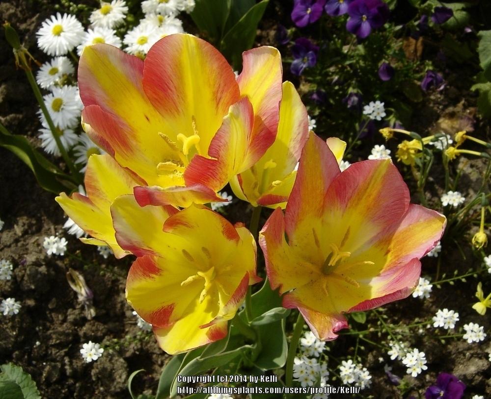 Photo of Single Late Tulip (Tulipa 'Antoinette') uploaded by Kelli