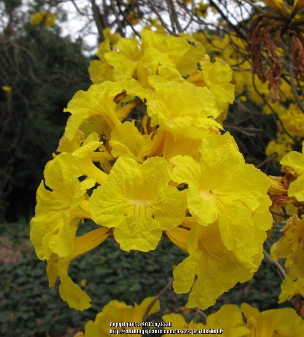 Photo of Golden Trumpet Tree (Handroanthus chrysotrichus) uploaded by Kelli