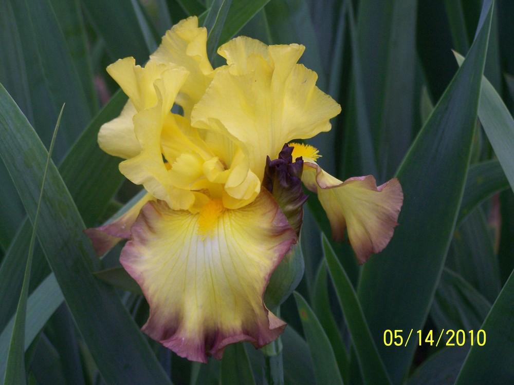 Photo of Tall Bearded Iris (Iris 'Bold Vision') uploaded by Misawa77