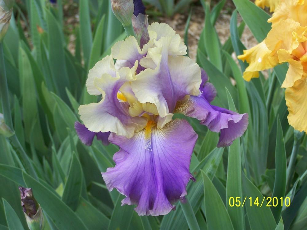 Photo of Tall Bearded Iris (Iris 'Kevin's Theme') uploaded by Misawa77