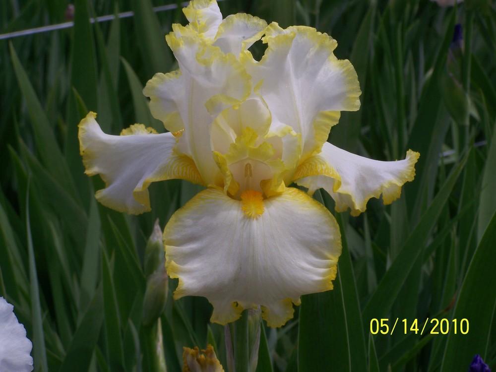 Photo of Tall Bearded Iris (Iris 'Bride's Halo') uploaded by Misawa77
