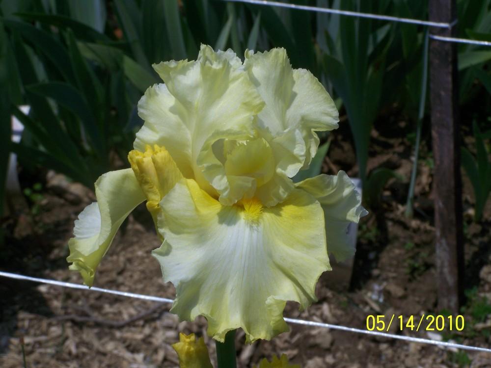 Photo of Tall Bearded Iris (Iris 'Dream Affair') uploaded by Misawa77