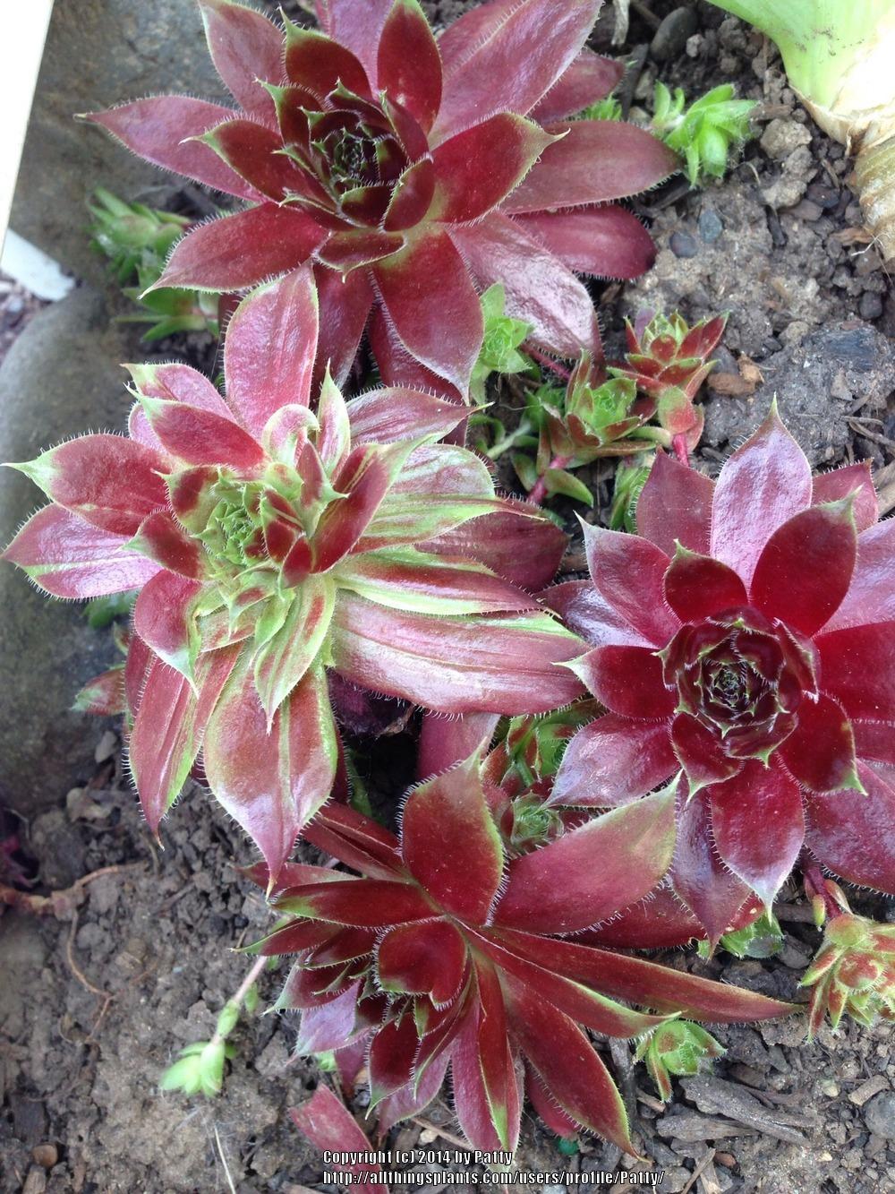 Photo of Hen and Chick (Sempervivum 'Red Lion Variegated') uploaded by Patty