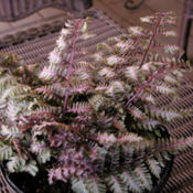 Regal Red Silver Japanese Painted Fern