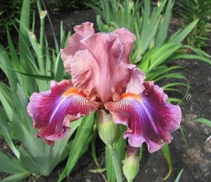 Photo of Tall Bearded Iris (Iris 'Outrageous Fortune') uploaded by starwoman
