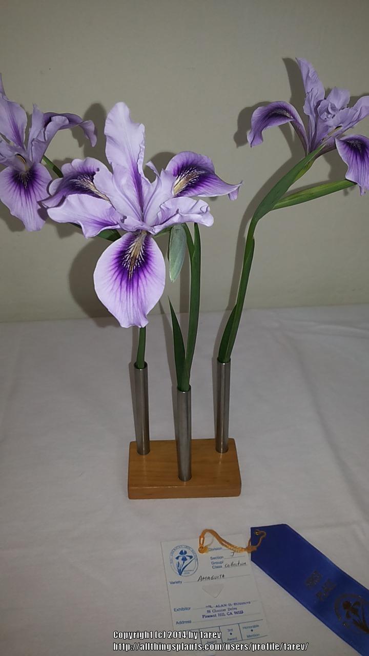 Photo of Pacific Coast Iris (Iris 'Amiguita') uploaded by tarev