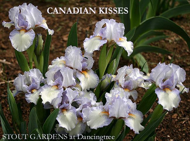 Photo of Standard Dwarf Bearded Iris (Iris 'Canadian Kisses') uploaded by Calif_Sue