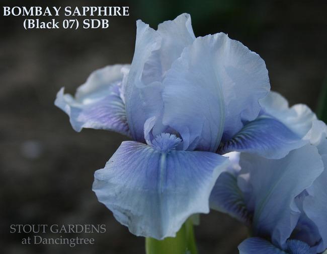Photo of Standard Dwarf Bearded Iris (Iris 'Bombay Sapphire') uploaded by Calif_Sue