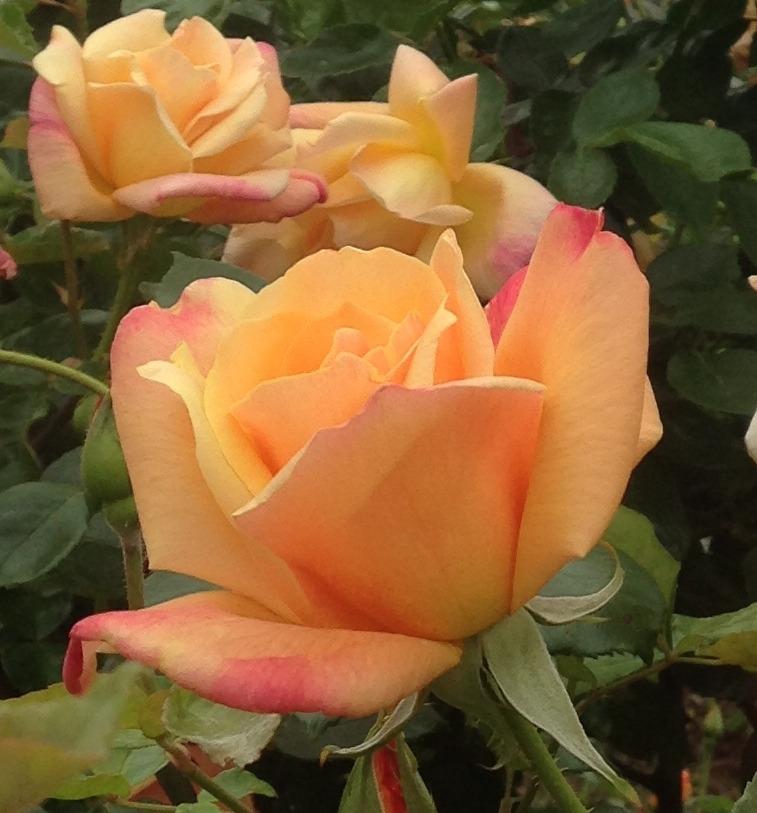 Photo of Rose (Rosa 'Sutter's Gold') uploaded by HamiltonSquare