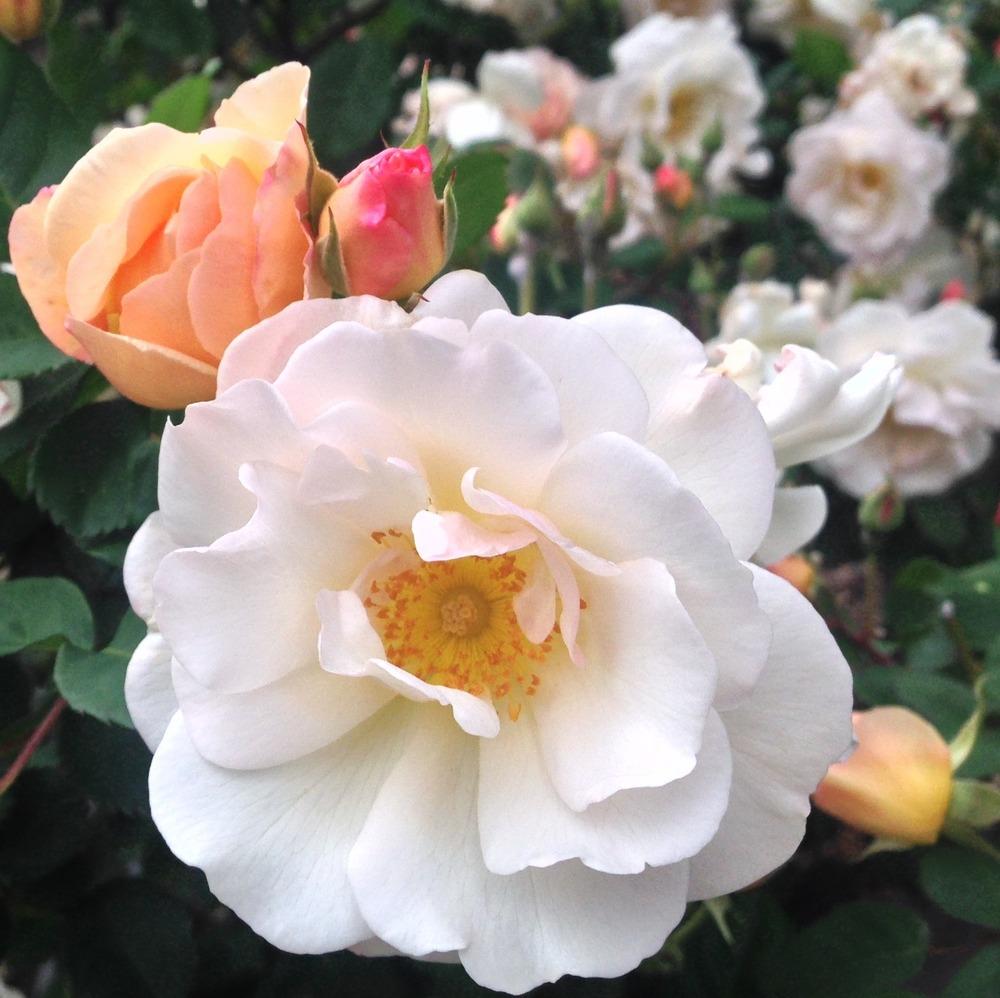 Photo of Rose (Rosa 'Penelope') uploaded by HamiltonSquare