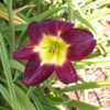 Photo Courtesy of Nottawasaga Daylilies. Used with Permission.
