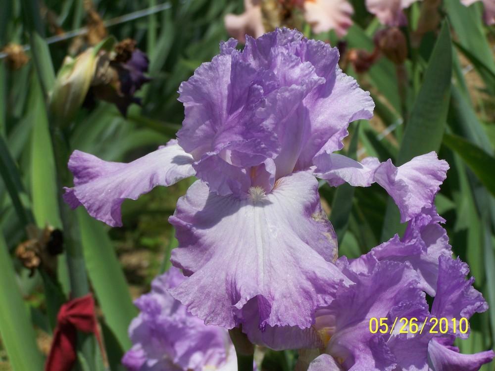 Photo of Tall Bearded Iris (Iris 'Spring Image') uploaded by Misawa77