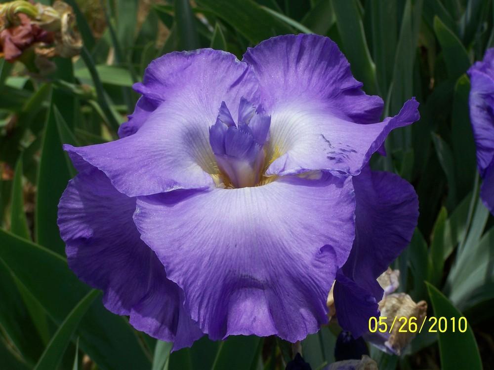 Photo of Tall Bearded Iris (Iris 'Six Pack') uploaded by Misawa77