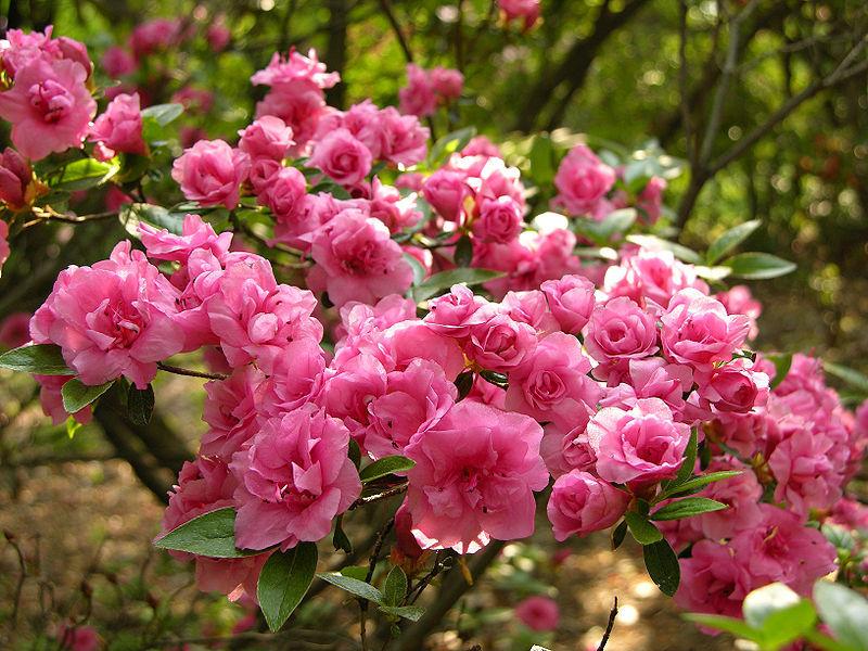 Photo of Azalea (Rhododendron 'Rosebud') uploaded by robertduval14