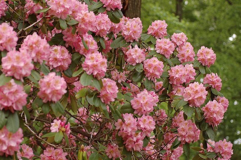 Photo of Dexter Rhododendron (Rhododendron 'Scintillation') uploaded by robertduval14