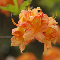 Location: Wister Rhododendron Collection at Tyler Arboretum
photo by Derek Ramsey.