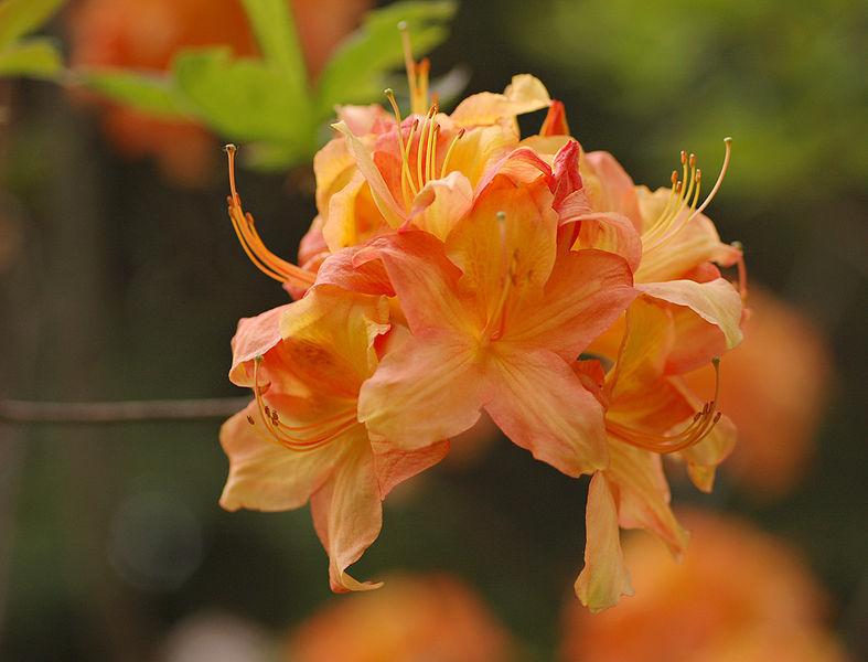 Photo of Albrecht's Azalea (Rhododendron albrechtii) uploaded by robertduval14