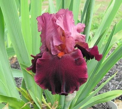 Photo of Tall Bearded Iris (Iris 'Wearing Rubies') uploaded by starwoman