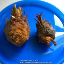 Location: At home - San Joaquin County, CA
Date: 2014-03-31
New pups removed from our cycad