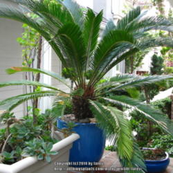 Location: In my garden - San Joaquin County, CA
Date: 2014-03-31
My newly repotted cycad!