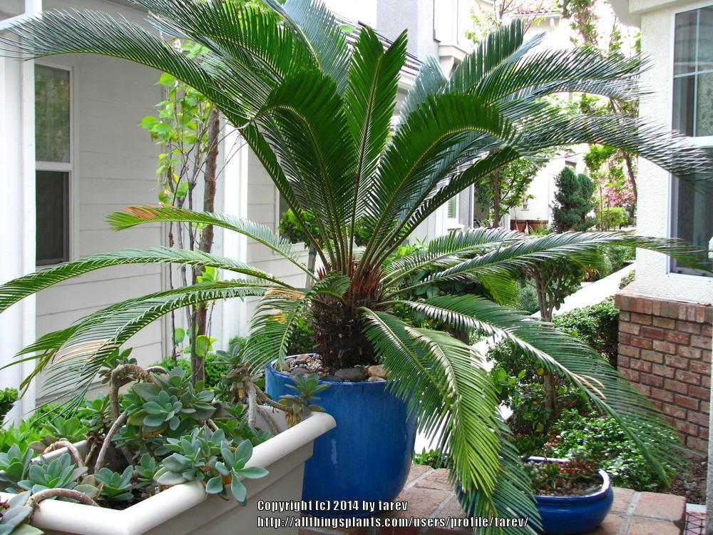 Photo of Sago Palm (Cycas revoluta) uploaded by tarev