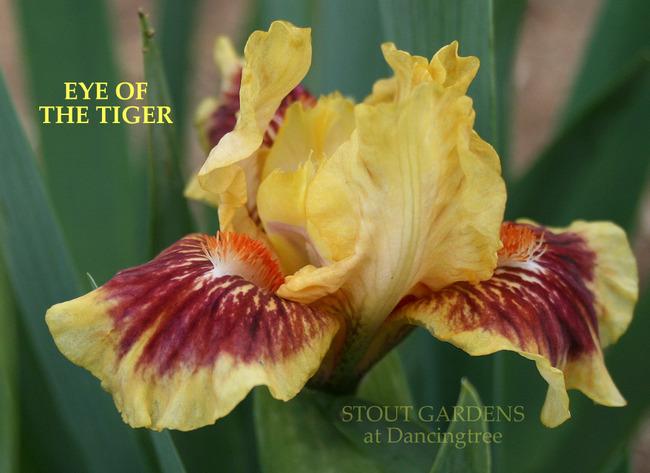 Photo of Standard Dwarf Bearded Iris (Iris 'Eye of the Tiger') uploaded by Calif_Sue