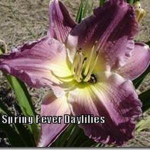 Photo Courtesy of Spring Fever Daylilies. Used with Permission