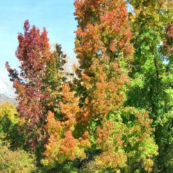 Location: Los Angeles Arboretum, Arcadia, California
Date: 2011-11-27
Fall color