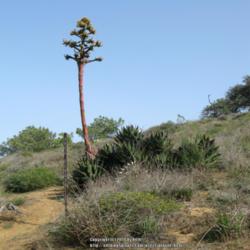 Location: Torrey Pines State Reserve, Del Mar, California
Date: 2012-03-01