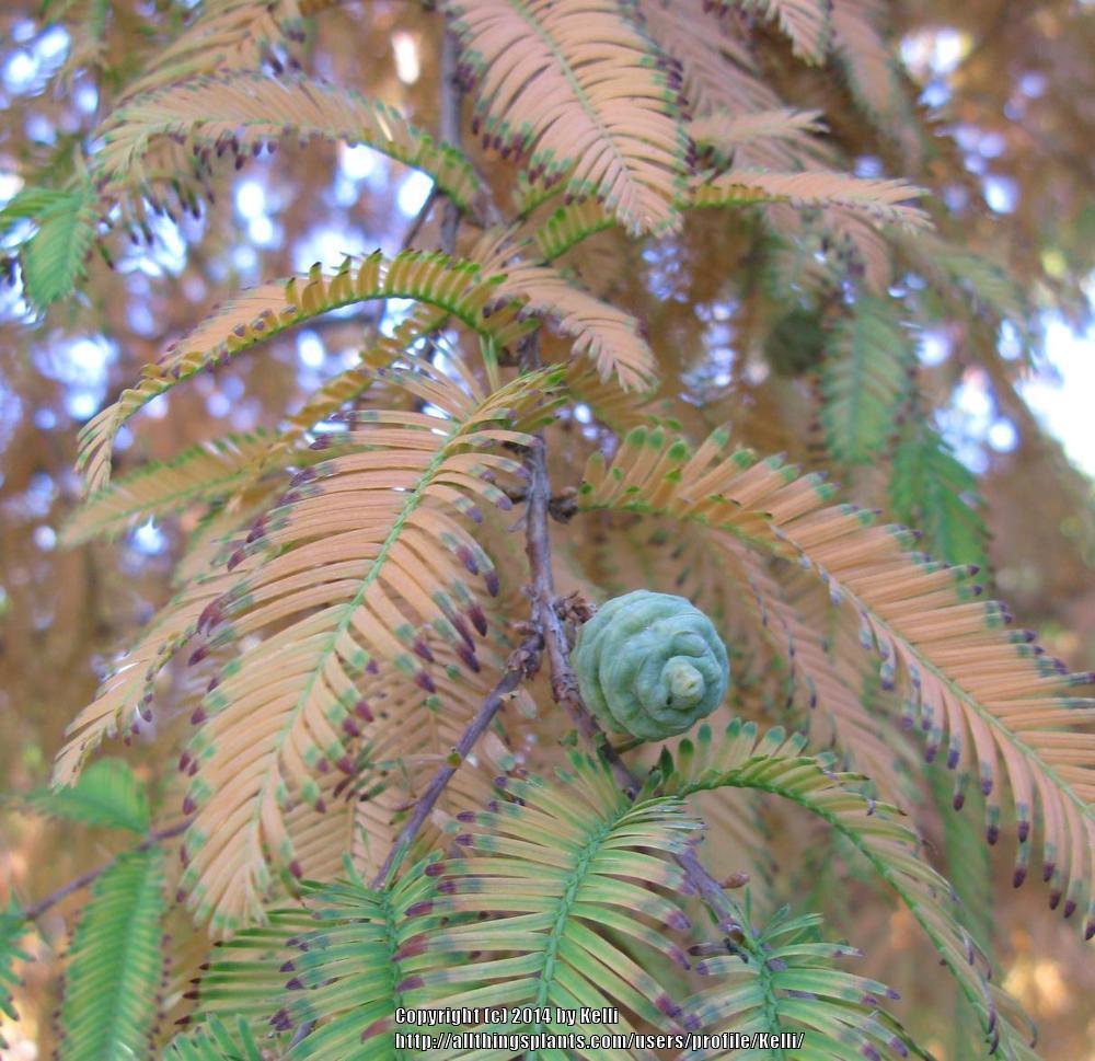 Photo of Dawn Redwood (Metasequoia glyptostroboides) uploaded by Kelli