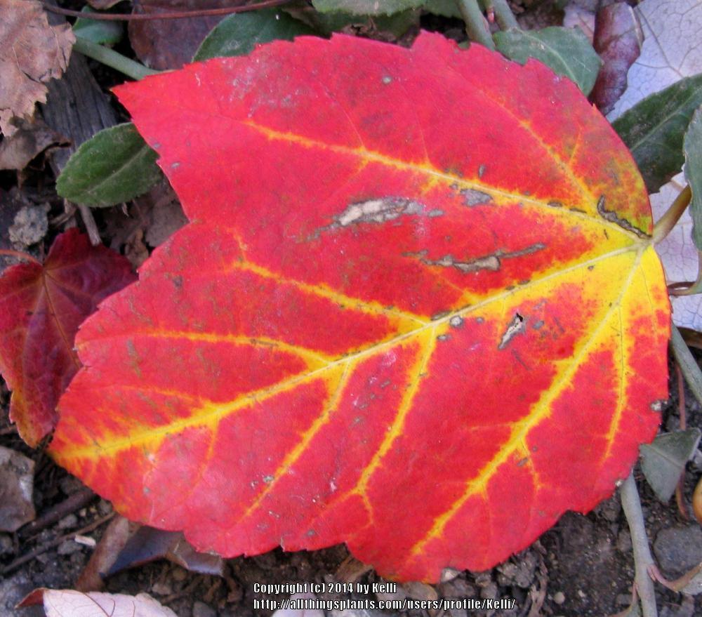 Photo of Red Maple (Acer rubrum) uploaded by Kelli