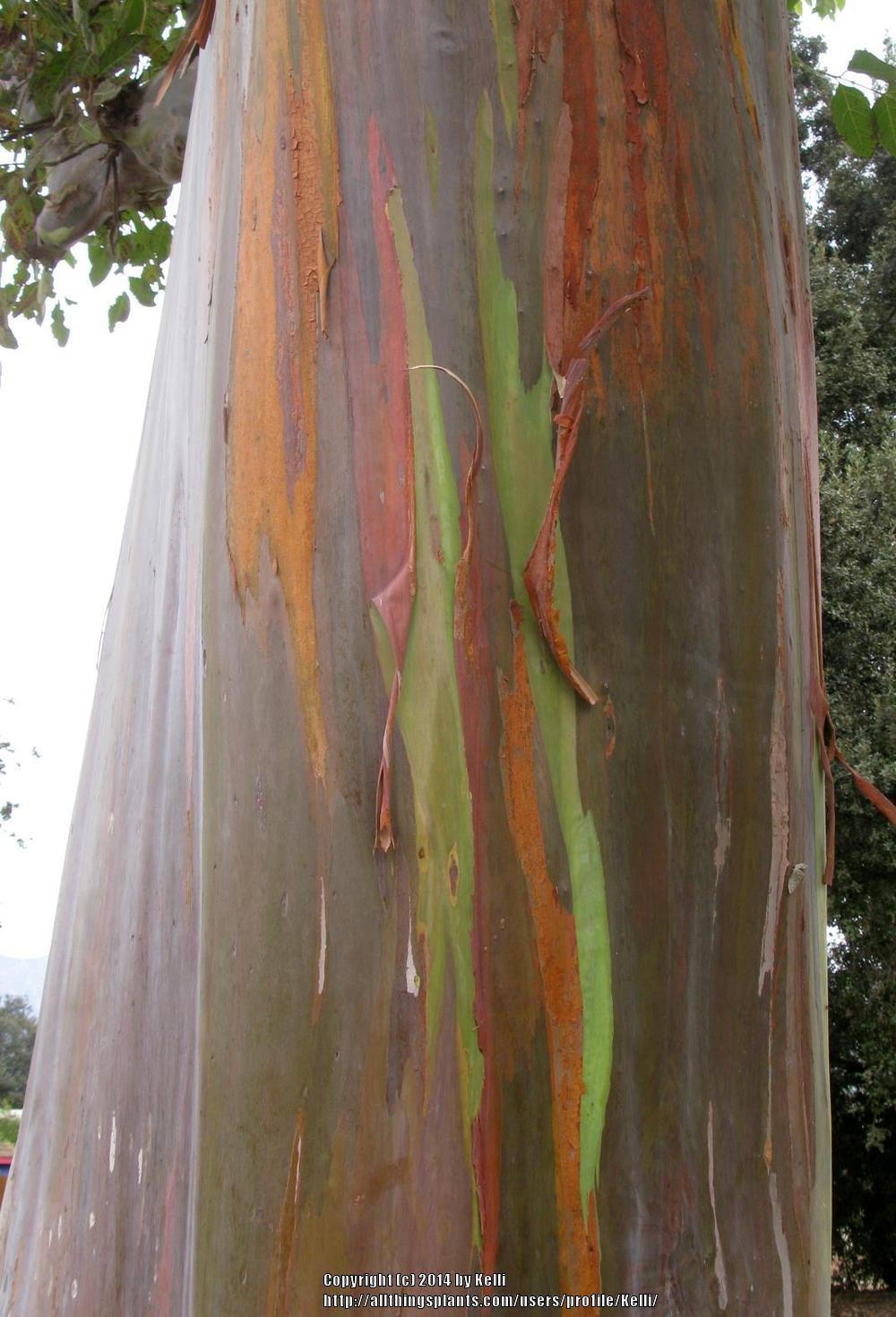 Photo of Rainbow Eucalyptus (Eucalyptus deglupta) uploaded by Kelli
