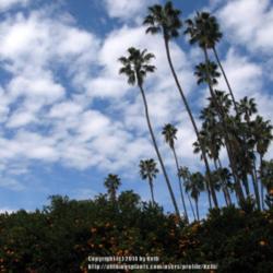 Location: Los Angeles Arboretum, Arcadia, California
Date: 2013-03-03