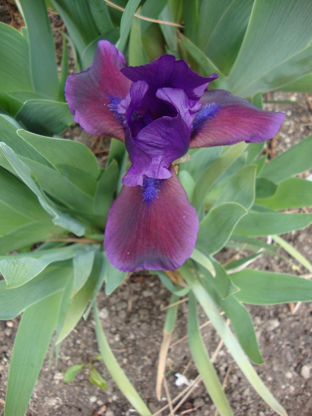 Photo of Standard Dwarf Bearded Iris (Iris 'Plum Wine') uploaded by Paul2032