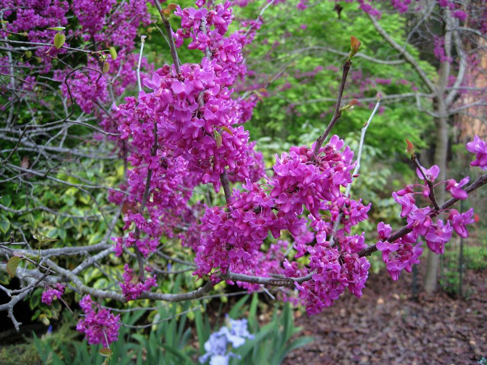 Photo of Redbud (Cercis canadensis var. texensis 'Oklahoma') uploaded by Polymerous