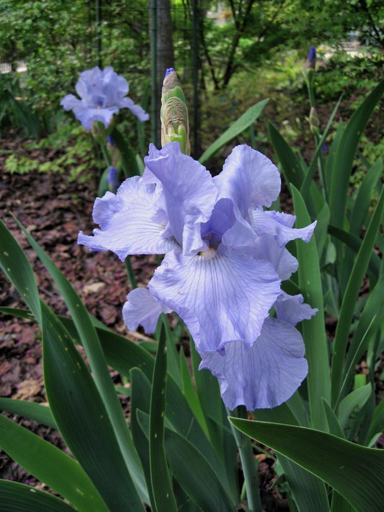 Photo of Tall Bearded Iris (Iris 'Busy Being Blue') uploaded by Polymerous