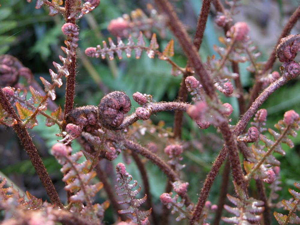 Photo of Autumn Shield Fern (Dryopteris erythrosora) uploaded by Seedfork