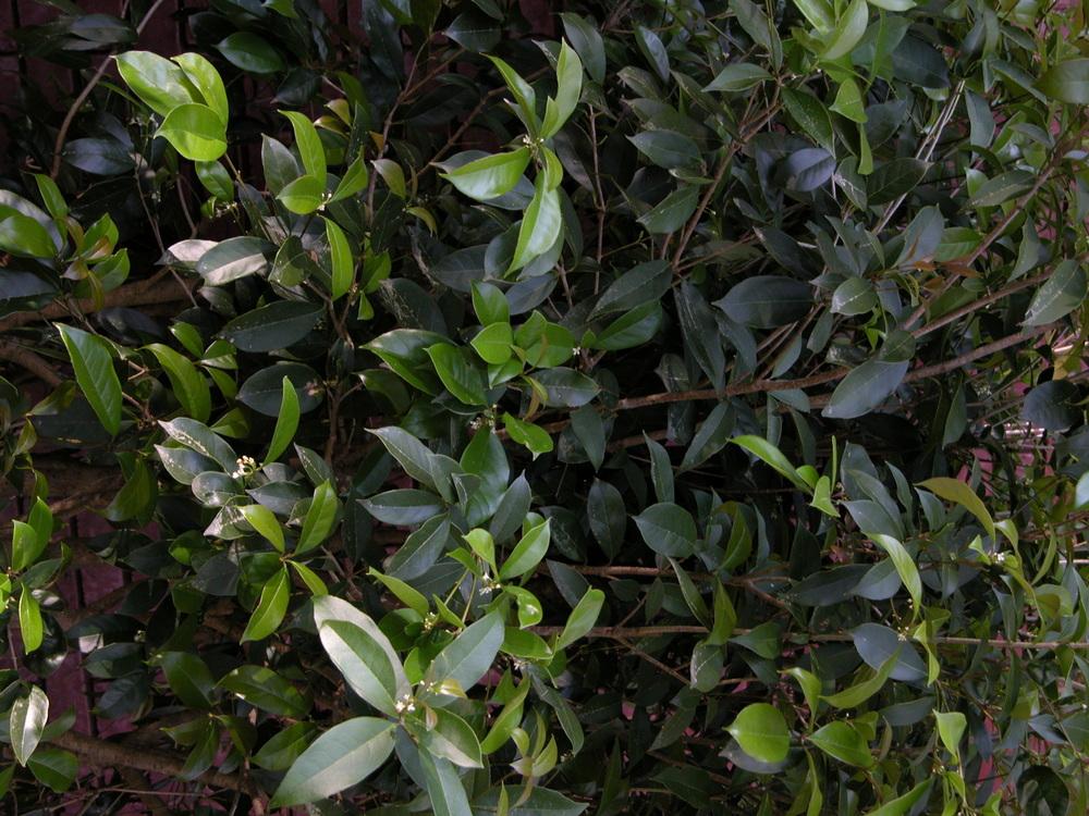 Photo of Tea Olive (Osmanthus fragrans) uploaded by Seedfork