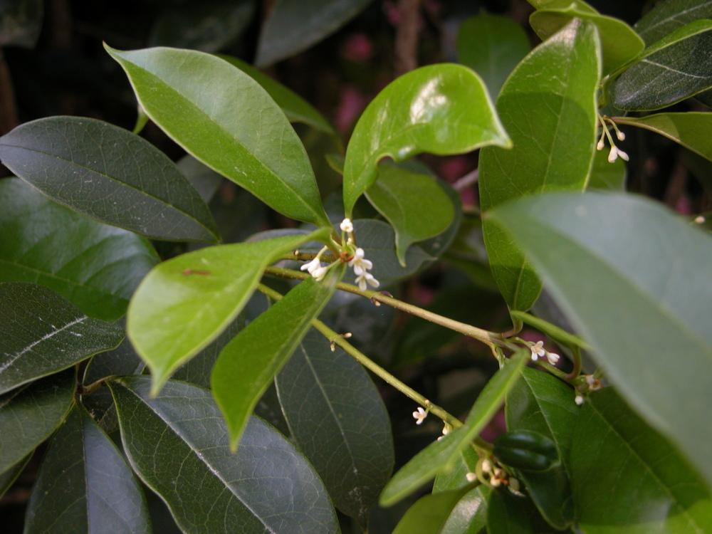 Photo of Tea Olive (Osmanthus fragrans) uploaded by Seedfork