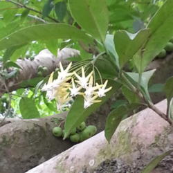 Location: Picnic Grove, Tagaytay City, Cavite Philippines
Date: 2014-02-16
Hoya multiflora growing in the wild