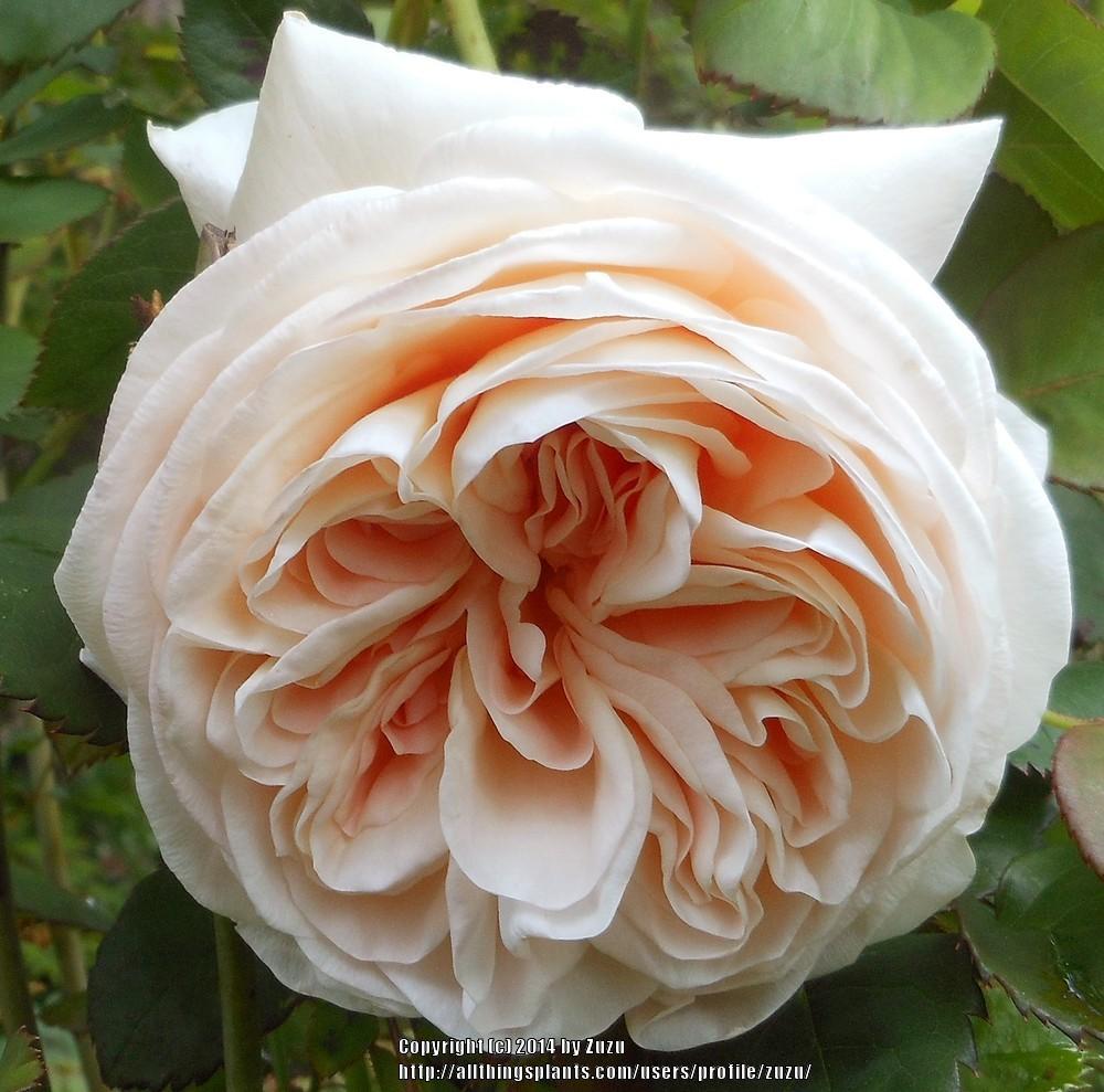 Photo of Rose (Rosa 'Ambridge Rose') uploaded by zuzu