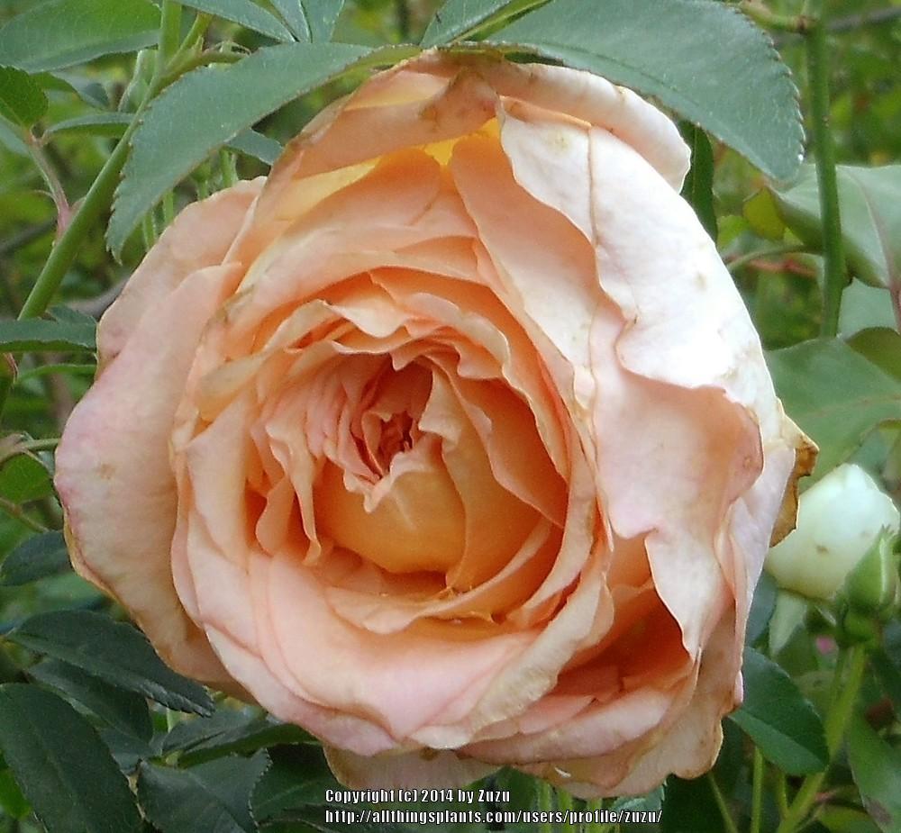 Photo of Rose (Rosa 'Leontine Gervais') uploaded by zuzu