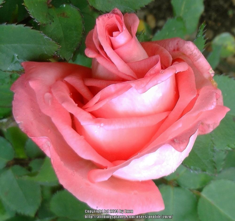 Photo of Rose (Rosa 'Peach Beauty') uploaded by zuzu
