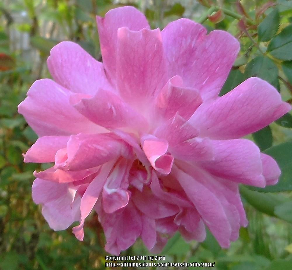 Photo of Rose (Rosa 'Old Blush') uploaded by zuzu