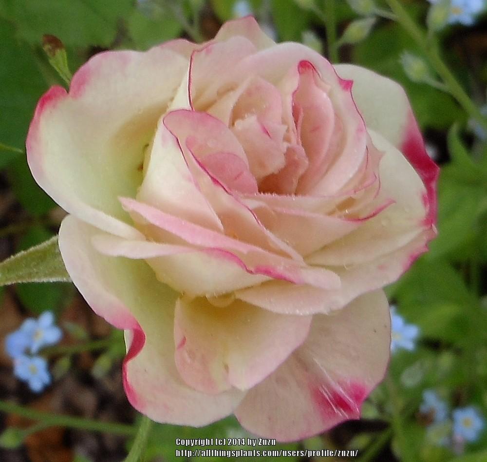 Photo of Rose (Rosa 'Rainforest') uploaded by zuzu