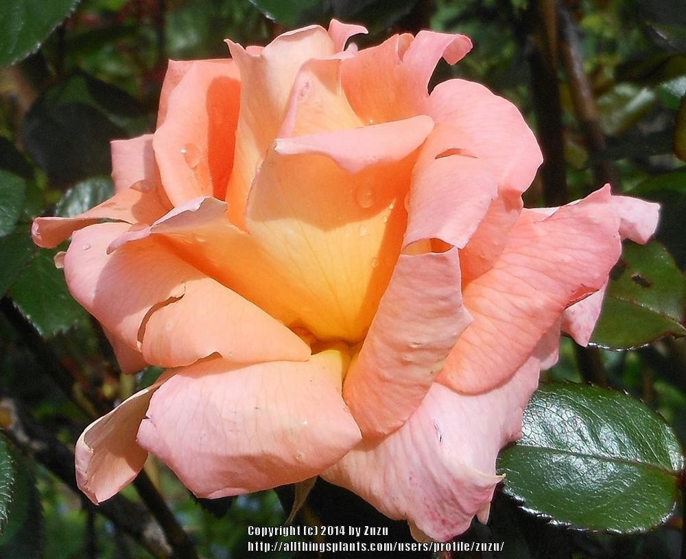 Photo of Rose (Rosa 'Rosemary Harkness') uploaded by zuzu