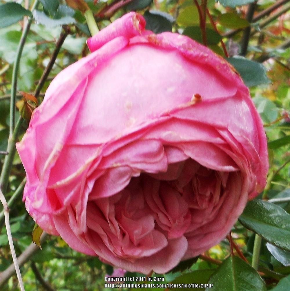 Photo of Tea Rose (Rosa 'Mrs. B. R. Cant') uploaded by zuzu